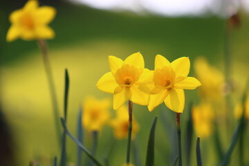 Obraz premium Narcissus is a genus of predominantly spring flowering perennial plants of the amaryllis family, Amaryllidaceae.