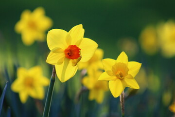 Obraz premium Narcissus is a genus of predominantly spring flowering perennial plants of the amaryllis family, Amaryllidaceae.