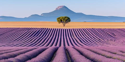 Behangcirkel A tree stands alone amidst a field of lavender in a stunning natural landscape © Виктория Попова