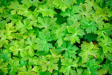 Green leaves background of Bigroot Geranium, Rotsooievaarsbek in the garden, Geranium macrorrhizum...