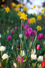 Narcissus is a genus of predominantly spring flowering perennial plants of the amaryllis family, Amaryllidaceae.