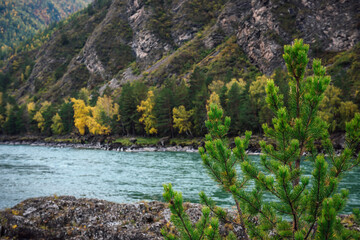 Rich juicy green pine needles against the background of a turquoise mountain river, rocky mountains and a bright autumn forest. An autumn day in the wild Altay, Siberia