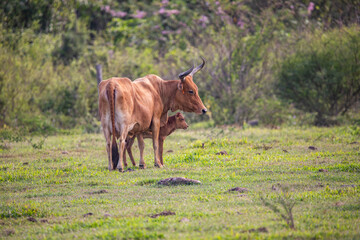 Kuh auf einer Weide in der Sonne, Nahaufnahme, Porträt des Tieres am Pointe Allègre in Guadeloupe...
