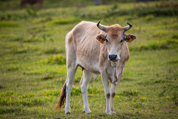 Naklejka na ściany i meble Kuh auf einer Weide in der Sonne, Nahaufnahme, Porträt des Tieres am Pointe Allègre in Guadeloupe au Parc des Mamelles, in der Karibik. Französische Antillen, Frankreich