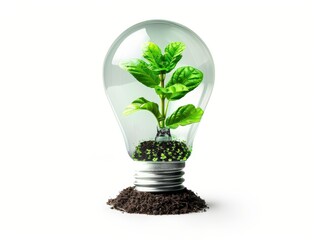 Light Bulb with Plant Inside
