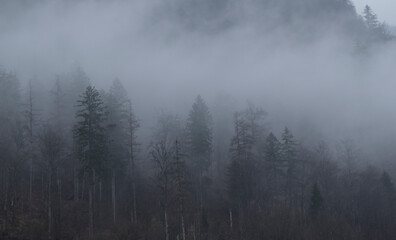 Bosque tenebroso y siniestro con niebla y nubes