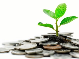 Sapling Growing on Coins, White Background Finance