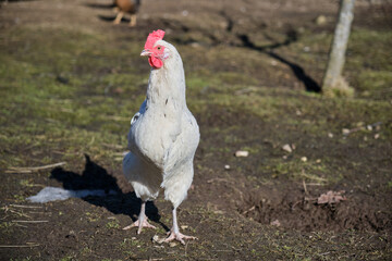Happy poultry on a free range farm on a sunny spring day in Skaraborg Sweden