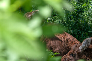 Two moose cubs among the greenery of the forest in summer. Elk calves with brown fur among green foliage. Small moose in the wild.