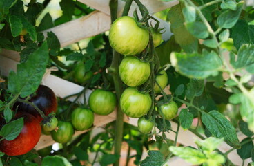 Tomatoes on a tree : Ripe red, Raw green. Pumpkin tomato in an organically grown farm. Pumpkin tomatoes, sour flavor, shaped like a pumpkin. It has a sweet, Cherry tomatoes hanging on the tree.
