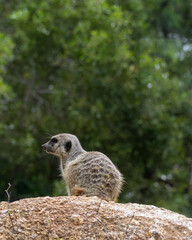 meerkat on the lookout at Werribee Open Range Zoo