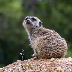 meerkat on the lookout at Werribee Open Range Zoo