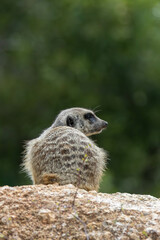meerkat on the lookout at Werribee Open Range Zoo
