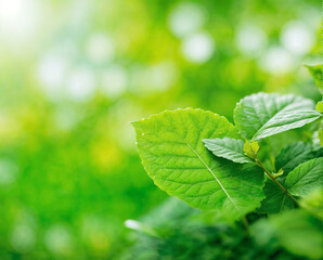 Green leaves on a branch in the sunlight