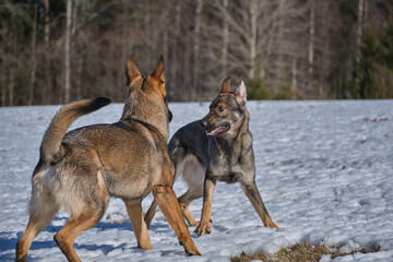 Beautiful German Shepherd dogs playing on a snowy meadow on a sunny winter day in Skaraborg Sweden
