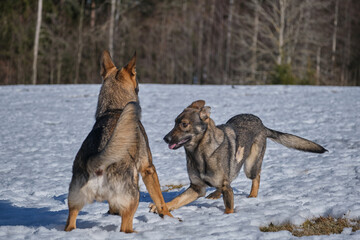 Beautiful German Shepherd dogs playing on a snowy meadow on a sunny winter day in Skaraborg Sweden