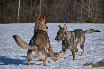 Beautiful German Shepherd dogs playing on a snowy meadow on a sunny winter day in Skaraborg Sweden