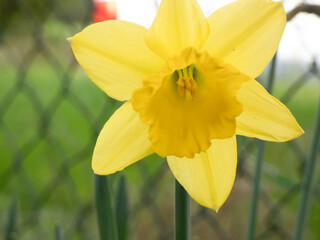 les jonquilles
