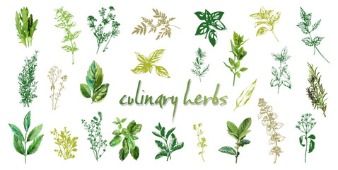 Culinary herbs - iconset of herbs and plants for cooking and seasoning dishes. Arugula, dill, basil, coriander and rosemary. Vectors for menu card, cooking classes or packaging design.
