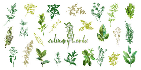 Culinary herbs -iconset of herbs and plants for cooking and seasoning dishes. Arugula, dill, basil, coriander and rosemary. Vectors for menu card, cooking classes or packaging design.