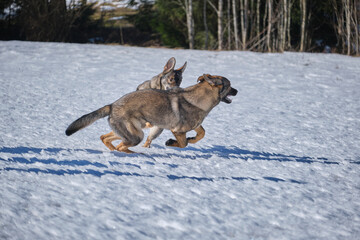 Beautiful German Shepherd dogs playing on a snowy meadow on a sunny winter day in Skaraborg Sweden