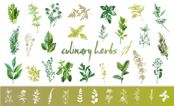 Culinary herbs - iconset of herbs and plants for cooking and seasoning dishes. Arugula, dill, basil, coriander and rosemary. Vectors for menu card, cooking classes or packaging design.