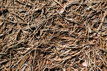 Forest ground dry needles. Dead coniferous pattern. Yellow brown dried pine needles. Closeup nature background. Autumn woods ground. Undergrowth texture