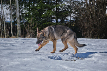 Beautiful German Shepherd dogs playing on a snowy meadow on a sunny winter day in Skaraborg Sweden