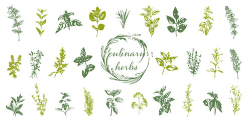 Culinary herbs - iconset of herbs and plants for cooking and seasoning dishes. Arugula, dill, basil, coriander and rosemary. Vectors for menu card, cooking classes or packaging design. - obrazy, fototapety, plakaty