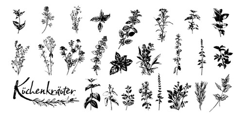 Culinary herbs - iconset of herbs and plants for cooking and seasoning dishes. Arugula, dill, basil, coriander and rosemary. Vectors for menu card, cooking classes or packaging design.