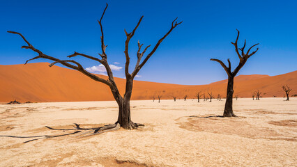 Dead forest at Deadvlei Clay Pan, Namib-Naukluft National Park, Namibia