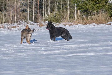 Naklejka premium Beautiful German Shepherd dogs playing on a snowy meadow on a sunny winter day in Skaraborg Sweden