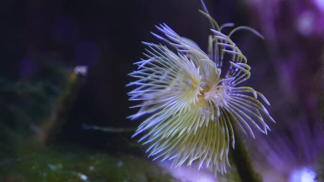 Close view of mediterranean fan worm slowly moving in the tide