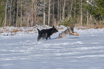Beautiful German Shepherd dogs playing on a snowy meadow on a sunny winter day in Skaraborg Sweden