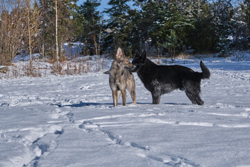 Beautiful German Shepherd dogs playing on a snowy meadow on a sunny winter day in Skaraborg Sweden