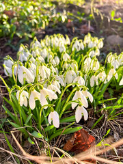 Snowdrop flowers. Snowdrops after the snow melts. The first spring flowers, a bud of snowdrops, a symbol of the awakening of nature in the sunlight