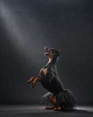 A sleek standard pinscher dog strikes a dynamic pose, adorned with a delicate tutu, enveloped in...