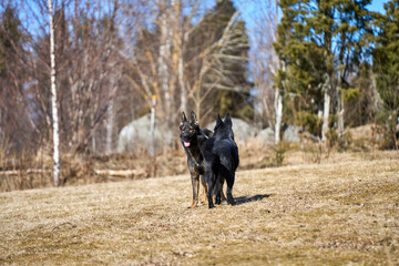 Beautiful German Shepherd dogs playing in a meadow on a sunny spring day in Skaraborg Sweden