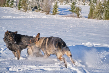 Beautiful German Shepherd dogs playing on a snowy meadow on a sunny winter day in Skaraborg Sweden