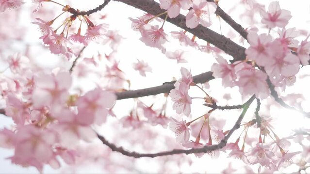 Sunlight leaking through beautifully colored cherry blossoms