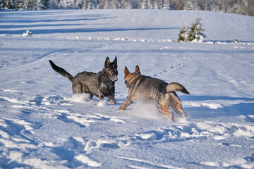 Beautiful German Shepherd dogs playing on a snowy meadow on a sunny winter day in Skaraborg Sweden