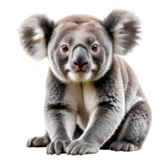 Wandcirkels aluminium koala close-up, isolated on white, transparent background, png © PREM