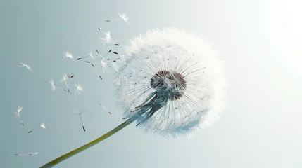  Detailed macro shot of single dandelion with seeds on white background with sun rays. Aesthetic concept. Generative AI © AngrySun