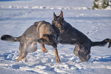 Beautiful German Shepherd dogs playing on a snowy meadow on a sunny winter day in Skaraborg Sweden