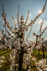 Wachau Austria apricot blossom