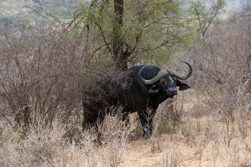 Obraz premium Buffalo herd in the savannah of Africa