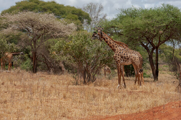 Giraffes in Tsavo East and Tsavo West National Park Kenya