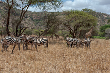 Zebra in the Savanna of Kenya