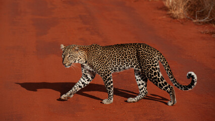 Leopard big cats in the wildernes of the Masai Mara
