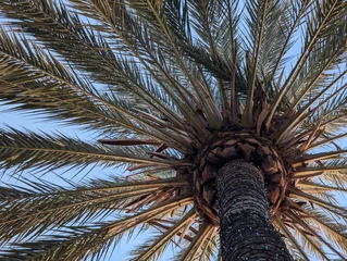 Foto op Plexiglas palm tree against sky © Gabriel